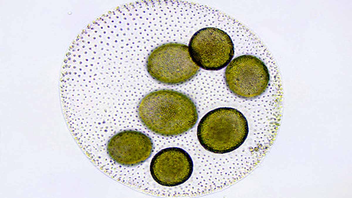 Algae Three Distinct Sexes