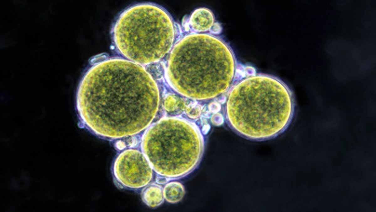 Algae Three Distinct Sexes