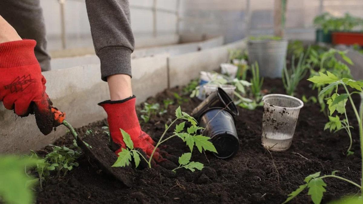 सावन महीने में जरूर लगाएं ये 5 पौधे, चमक जाएगी किस्मत