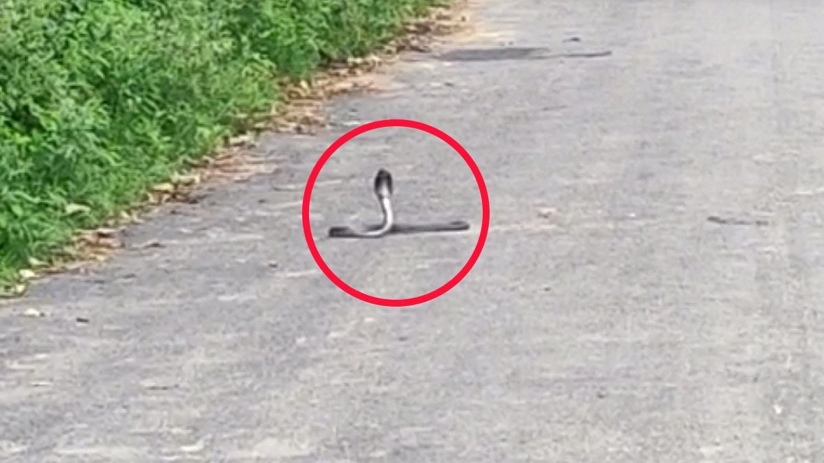  सांप और नेवले के बीच हुई जबरदस्त जंग