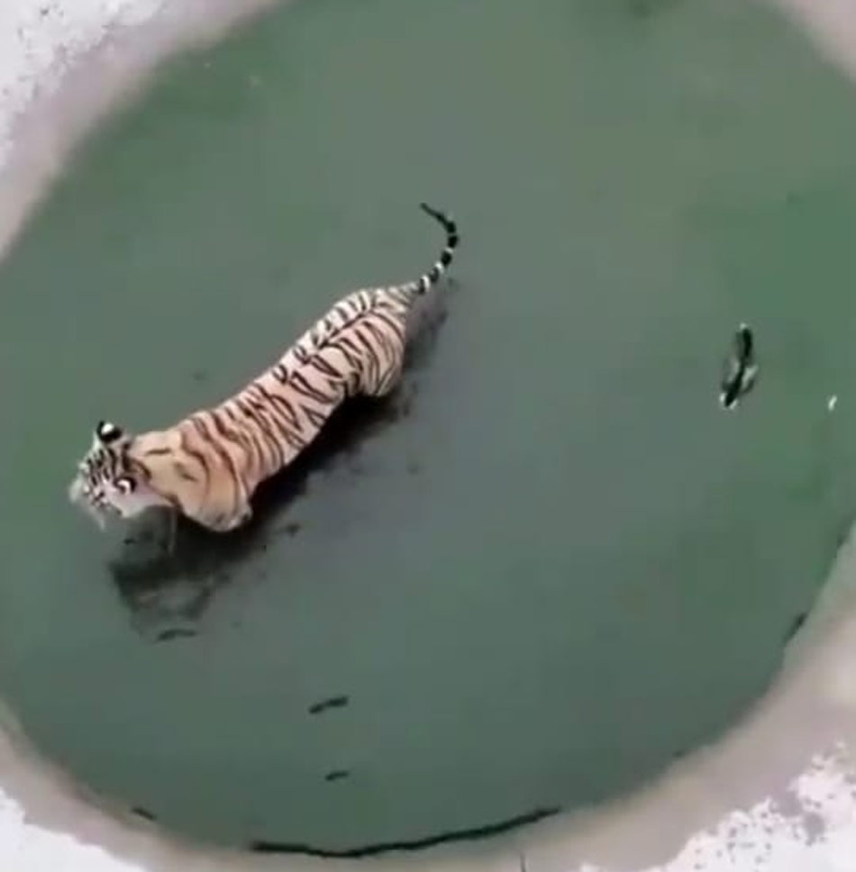 Tiger catch the duck video