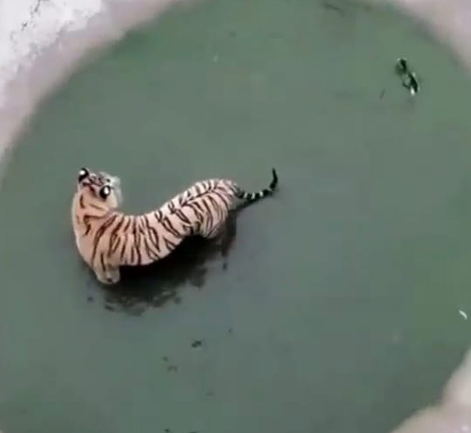 Tiger catch the duck video