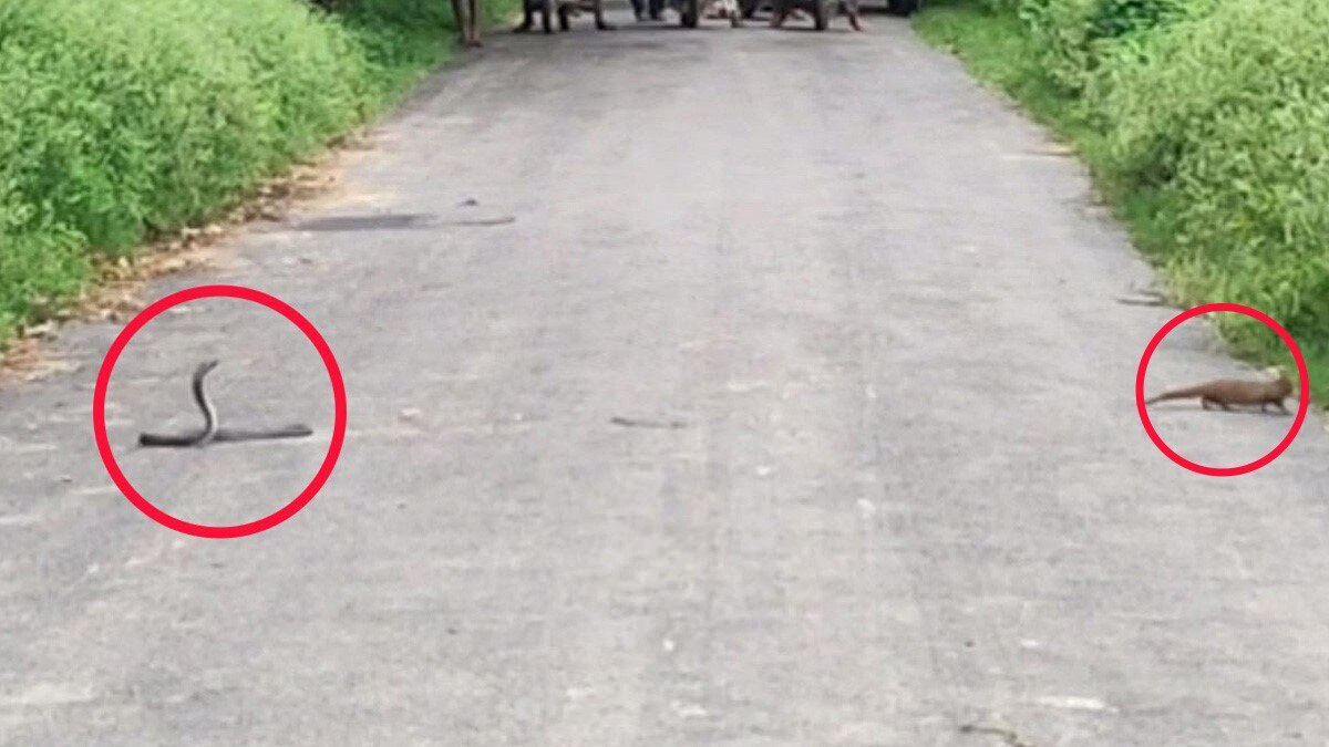 सांप और नेवले के बीच हुई जबरदस्त जंग