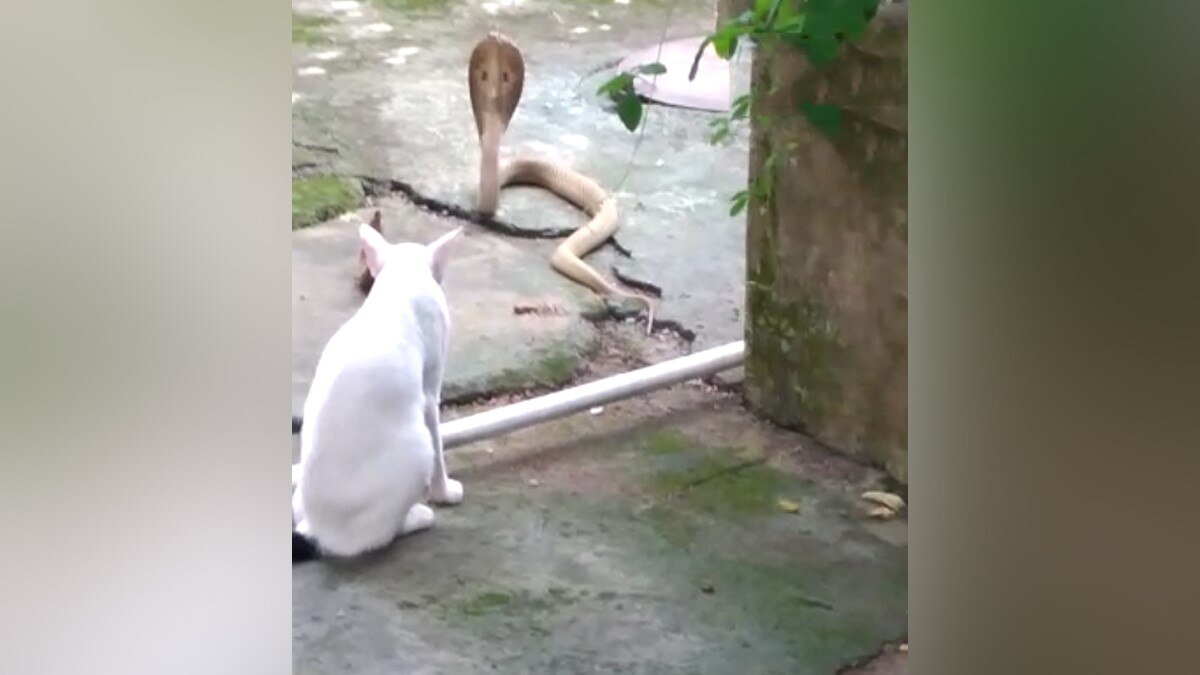 कोबरा सांप से भिड़ा कुत्ता, लड़ाई के बाद दोनों की मौत