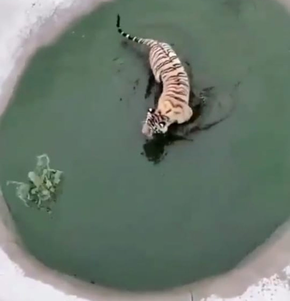 Tiger catch the duck video