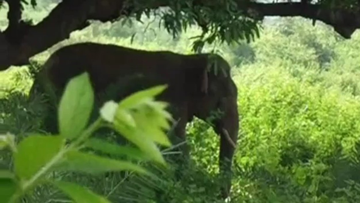  हाथियों के झुंड ने महिला को कुचला 