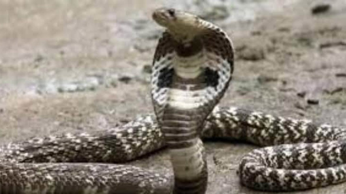 सांप के काटने से दुल्हन की मौत 