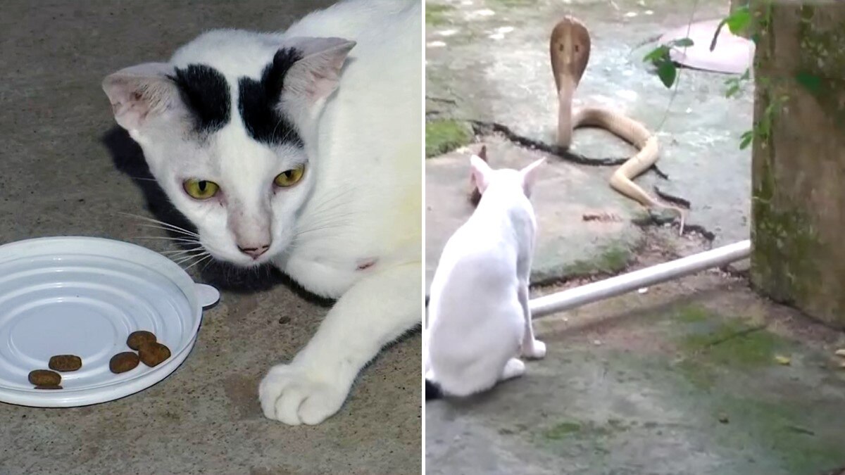 कोबरा सांप से भिड़ा कुत्ता, लड़ाई के बाद दोनों की मौत