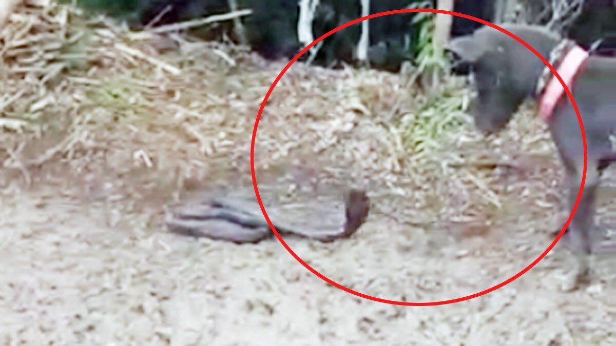 कोबरा सांप से भिड़ा कुत्ता, लड़ाई के बाद दोनों की मौत