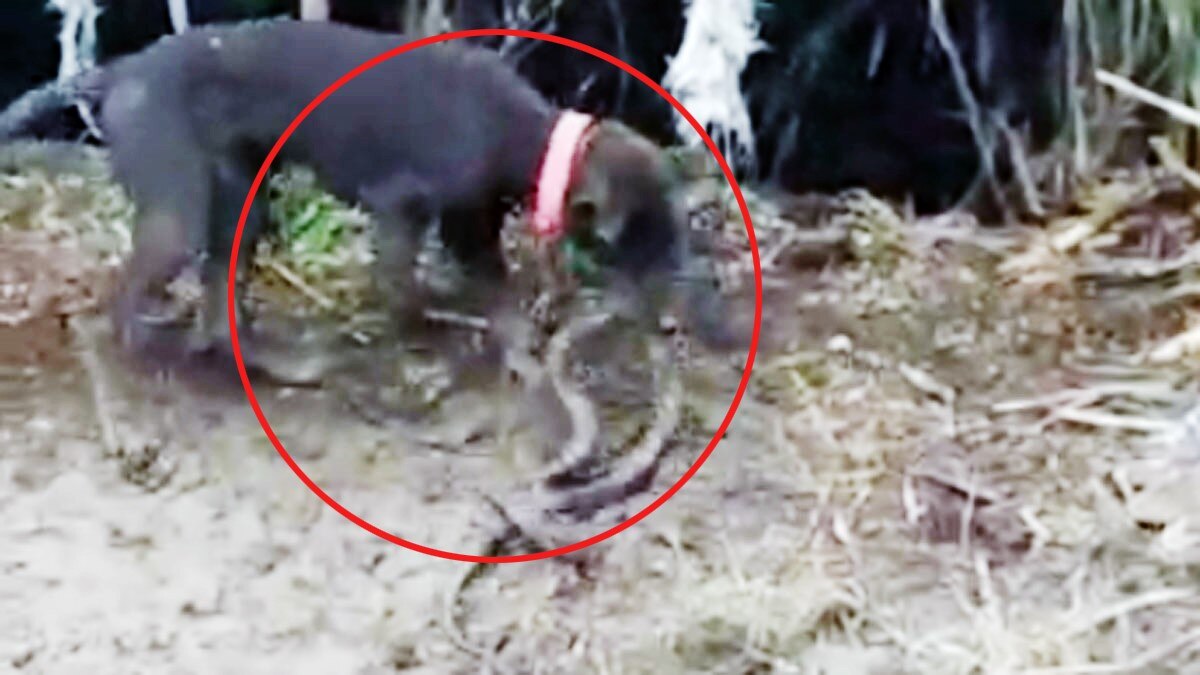 कोबरा सांप से भिड़ा कुत्ता, लड़ाई के बाद दोनों की मौत