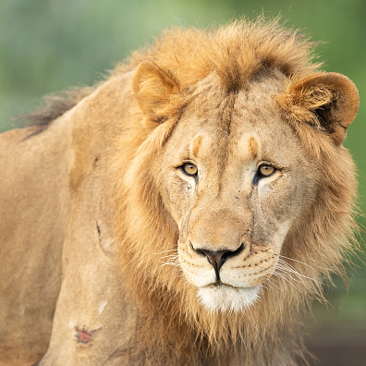 प्रतीकात्मक फोटो (Getty) 