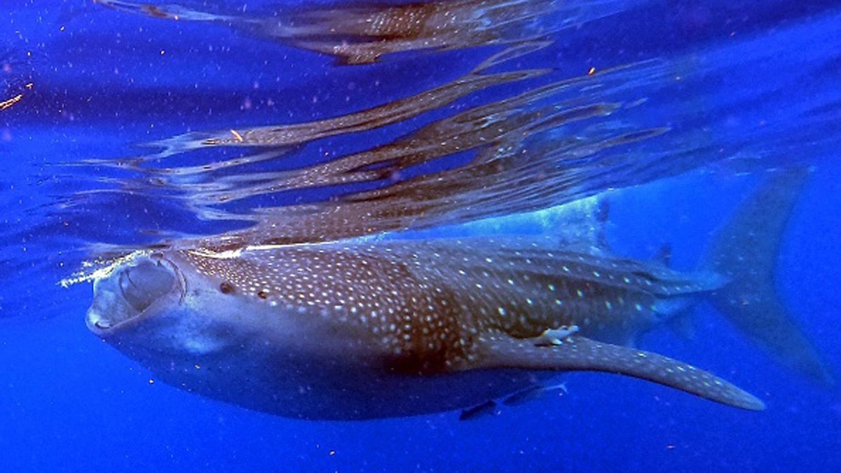 इम्युनिटी बढ़ाने के लिए मछली के बिस्कुट