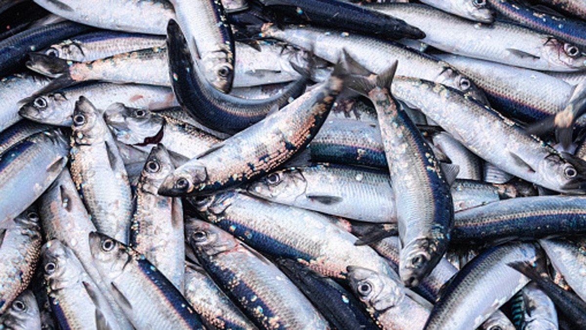 इम्युनिटी बढ़ाने के लिए मछली के बिस्कुट