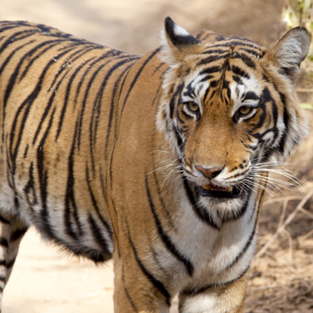 प्रतीकात्मक फोटो (Getty) 