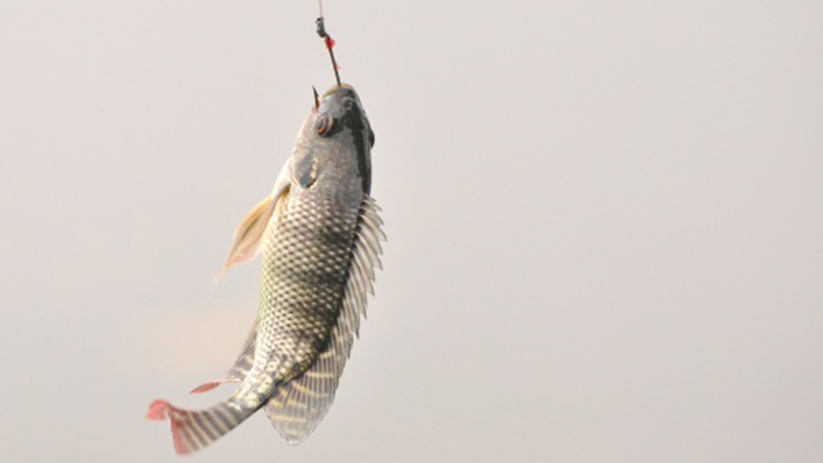 इम्युनिटी बढ़ाने के लिए मछली के बिस्कुट