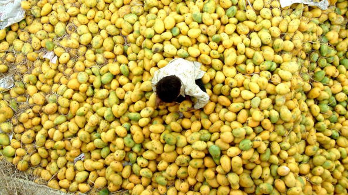 Grow 121 varieties of mangoes in single tree through grafting