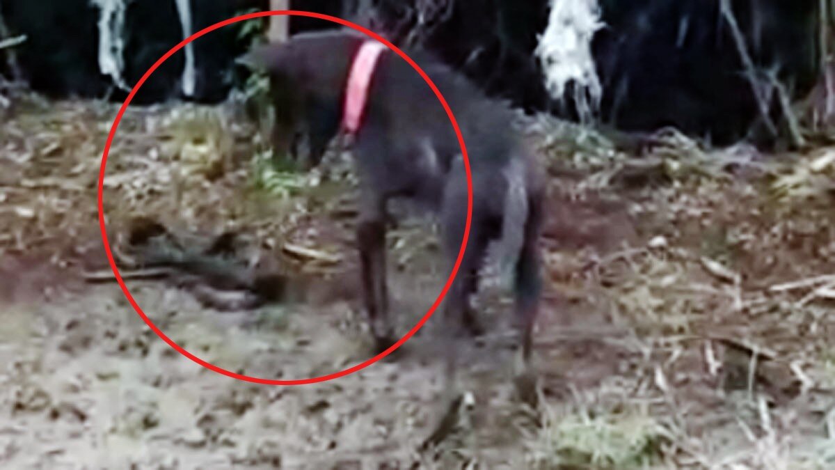 कोबरा सांप से भिड़ा कुत्ता लड़ाई के बाद दोनों की मौत 