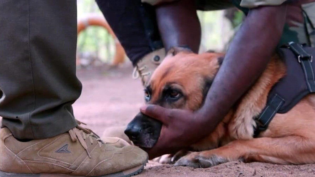 कुत्ते निभाते हैं जांबाज गार्ड्स का रोल