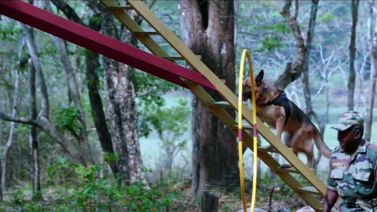 कुत्ते निभाते हैं जांबाज गार्ड्स का रोल