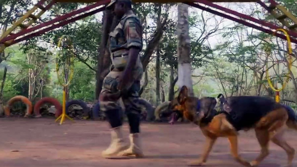 कुत्ते निभाते हैं जांबाज गार्ड्स का रोल