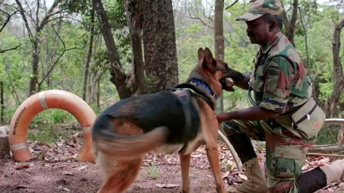 German Shepherd: जर्मन शेफर्ड नस्ल के दो कुत्ते निभाते हैं जांबाज गार्ड्स का रोल, कई अपराधियों को पकड़वाया