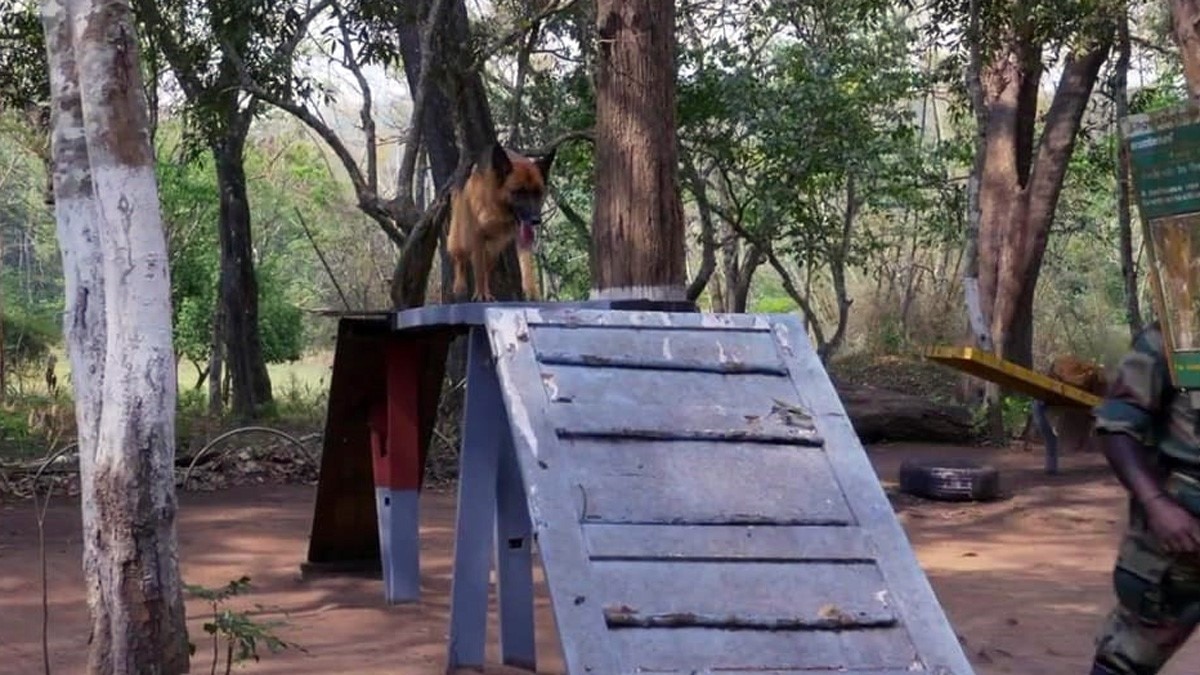 कुत्ते निभाते हैं जांबाज गार्ड्स का रोल