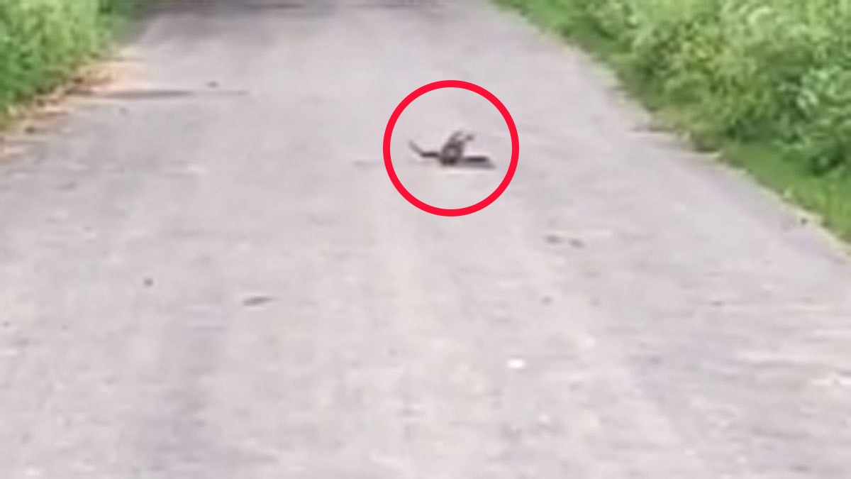 सांप और नेवले के बीच हुई जबरदस्त जंग