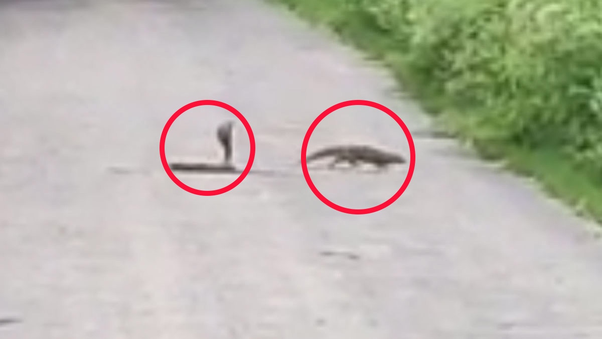 सांप और नेवले के बीच हुई जबरदस्त जंग