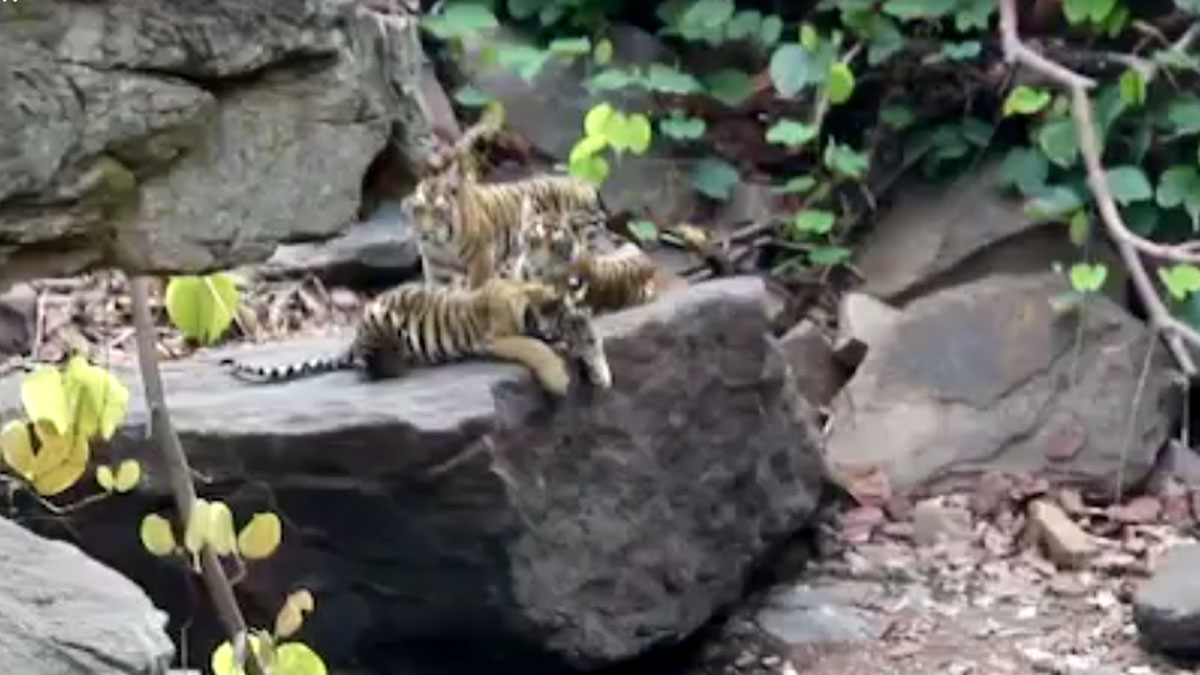 बाघिन की मौत के बाद शावकों का पिता रख रहा ध्यान