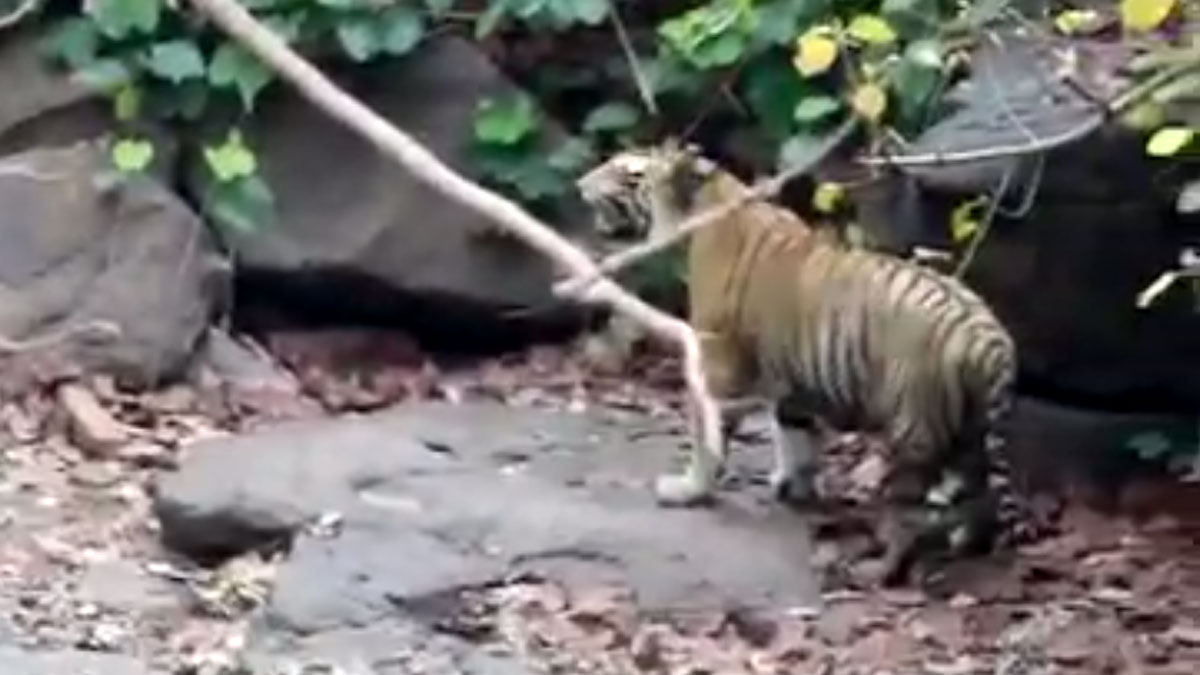  बाघिन की मौत के बाद शावकों का पिता रख रहा ध्यान