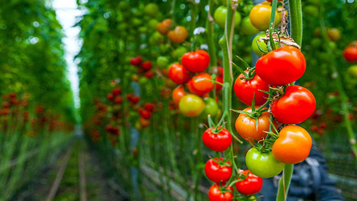 Tomatoes Nervous System