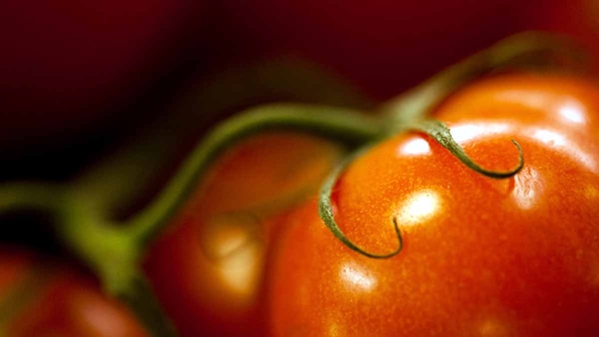 Tomatoes Nervous System
