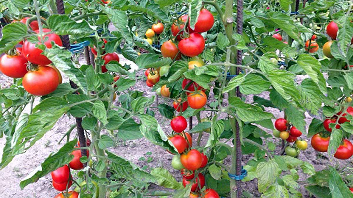 Tomatoes Nervous System