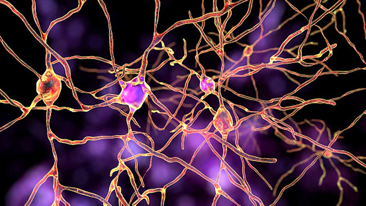 Tomatoes Nervous System
