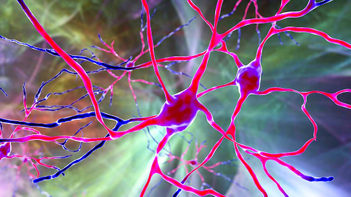 Tomatoes Nervous System