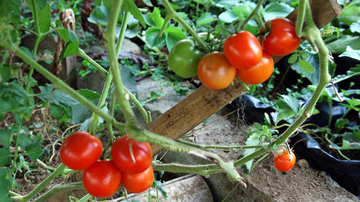 Tomatoes Nervous System