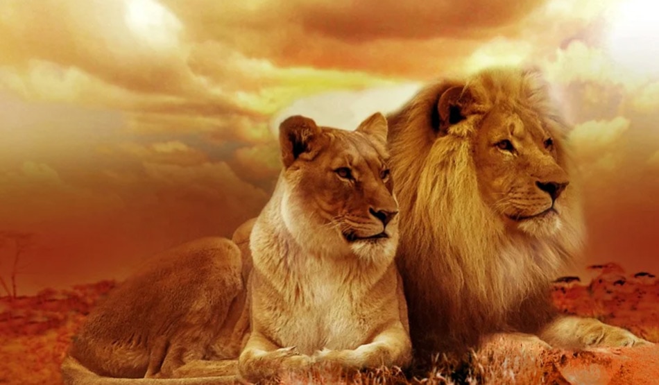 जंगली जानवर