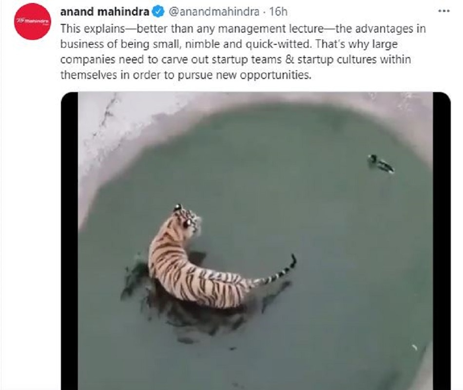 Tiger catch the duck video