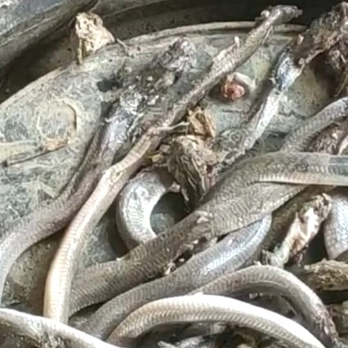 25 Snakes came out in the house