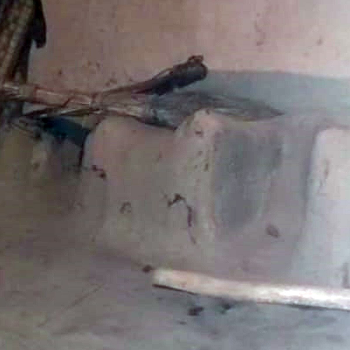 25 Snakes came out in the house