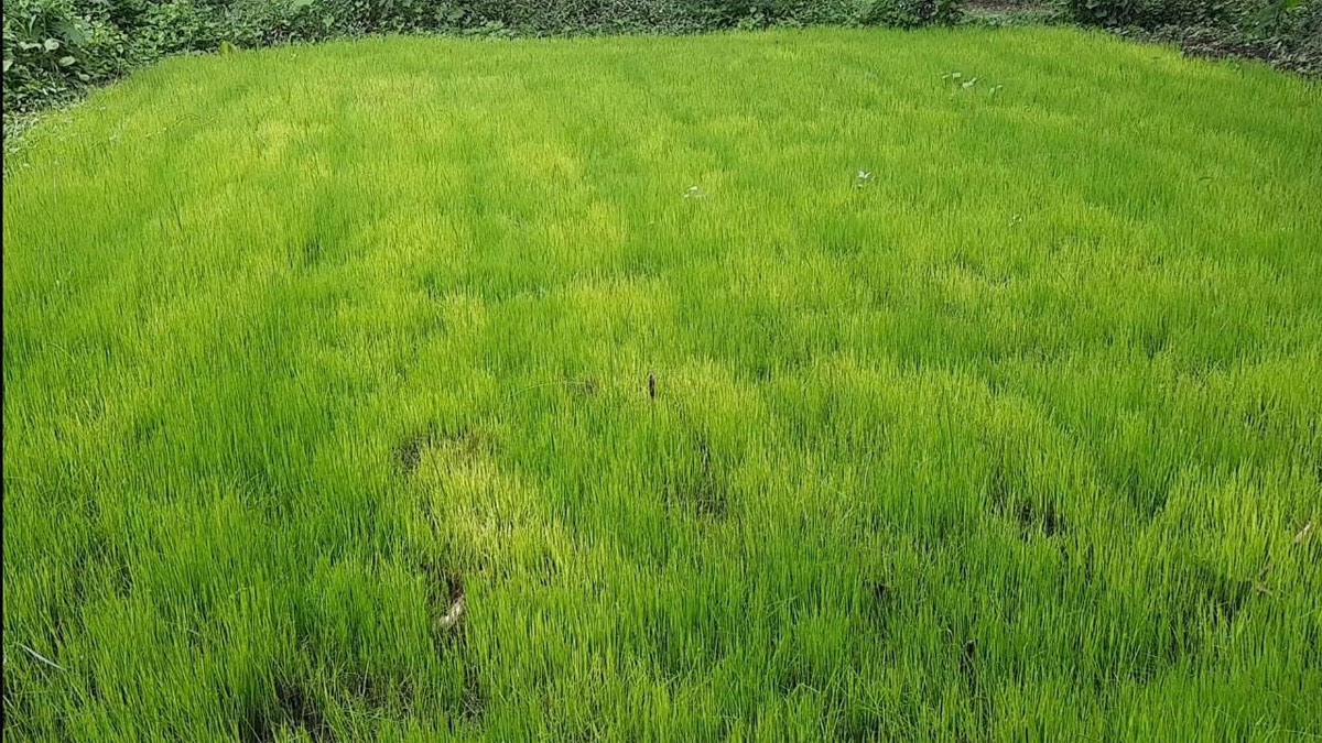 दिहाड़ी मजदूर ने बंजर जमीन को उपजाऊ बना दिया