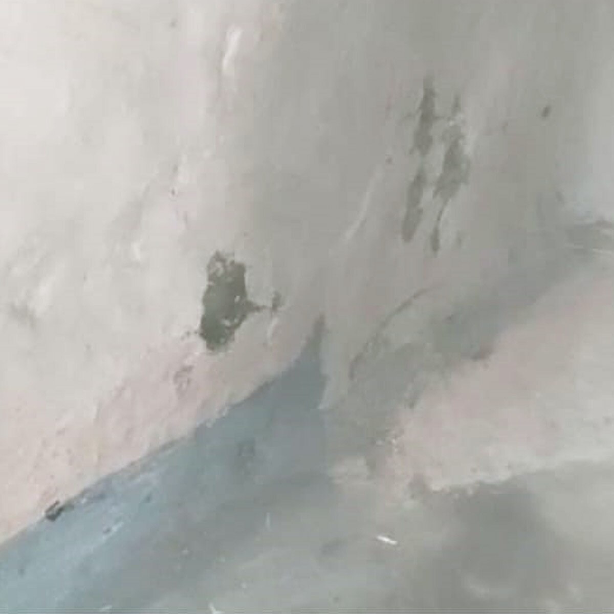 25 Snakes came out in the house