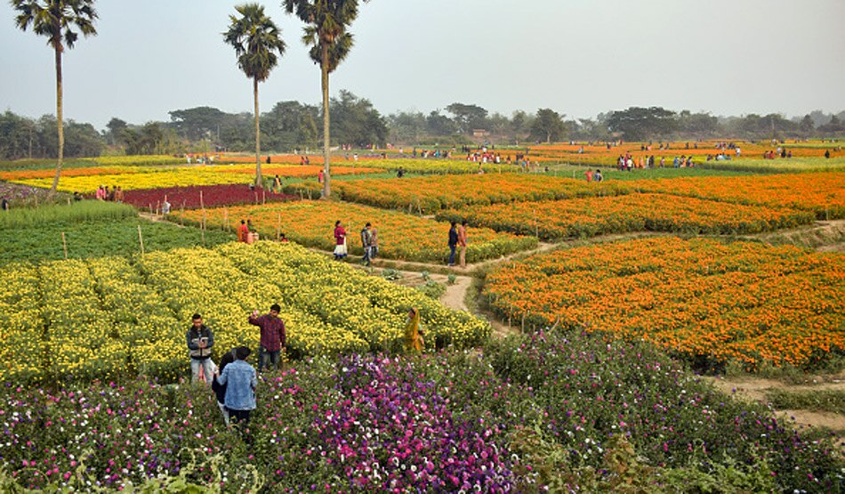 फूलों की घाटी