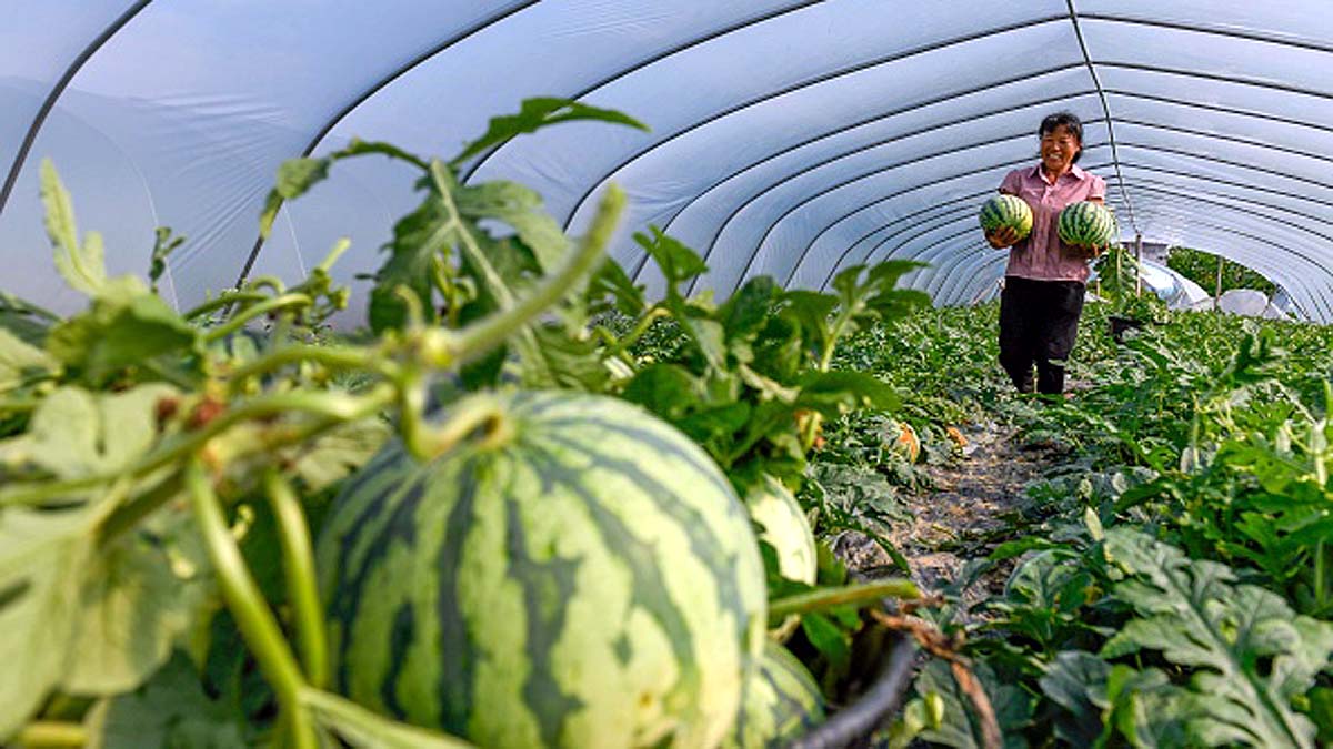 Origin of Watermelons