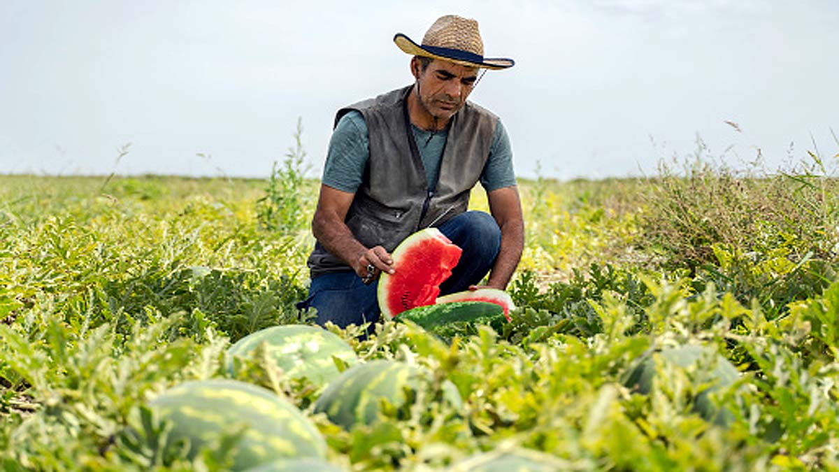 Origin of Watermelons