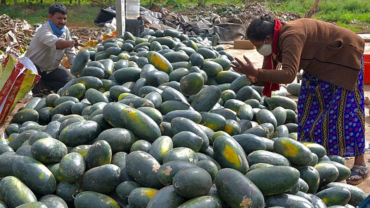 Origin of Watermelons