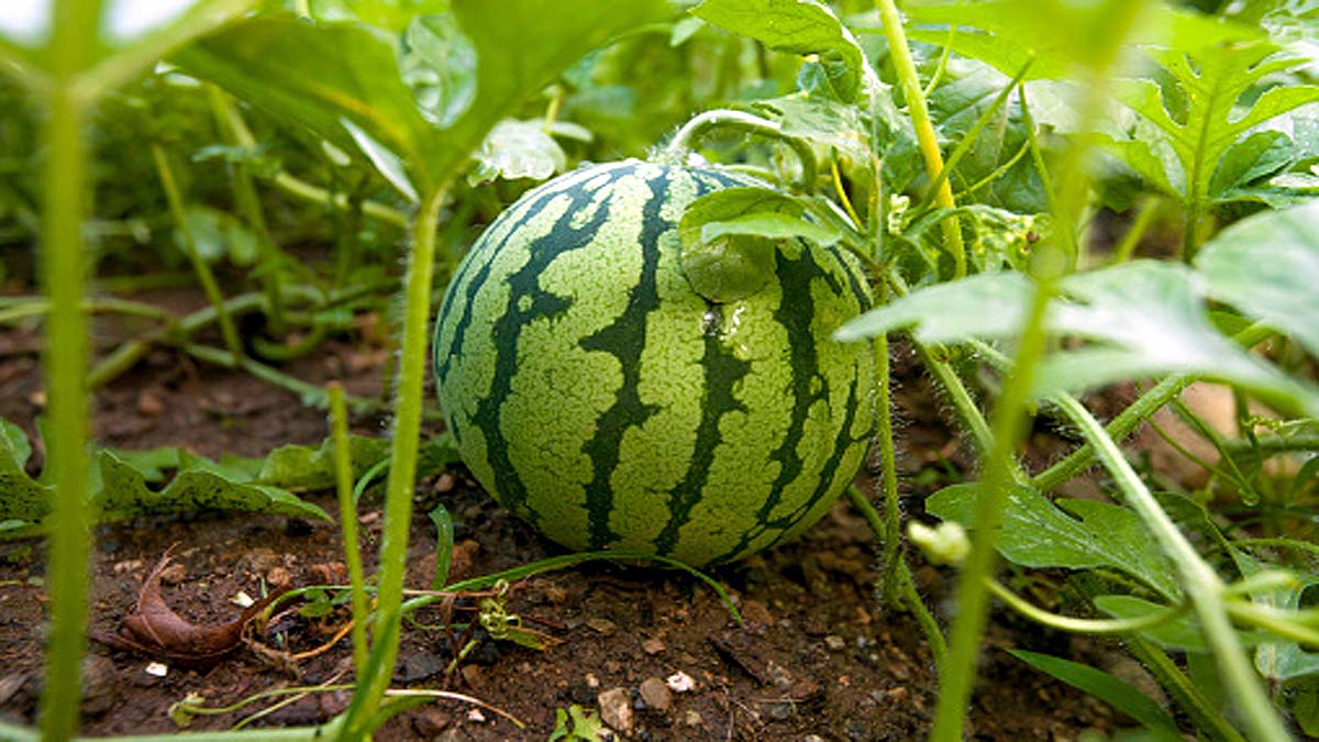 Origin of Watermelons