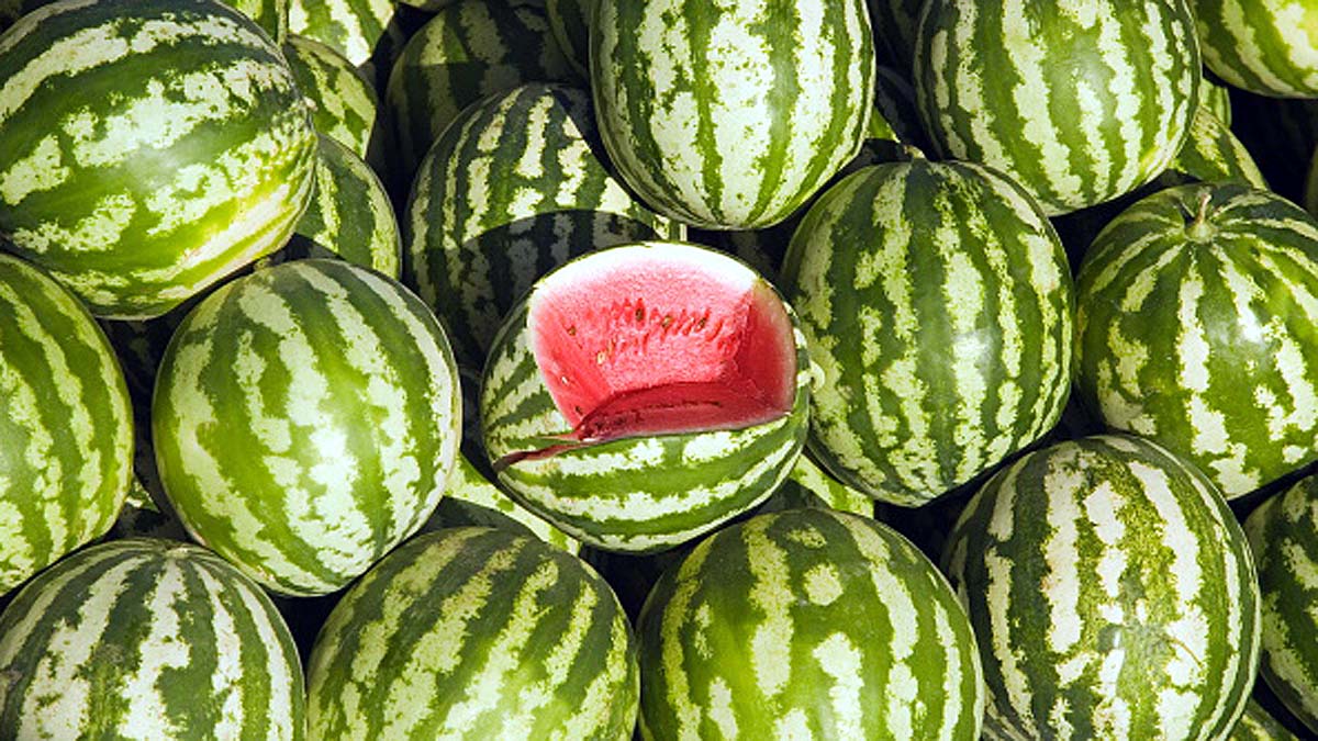 Origin of Watermelons