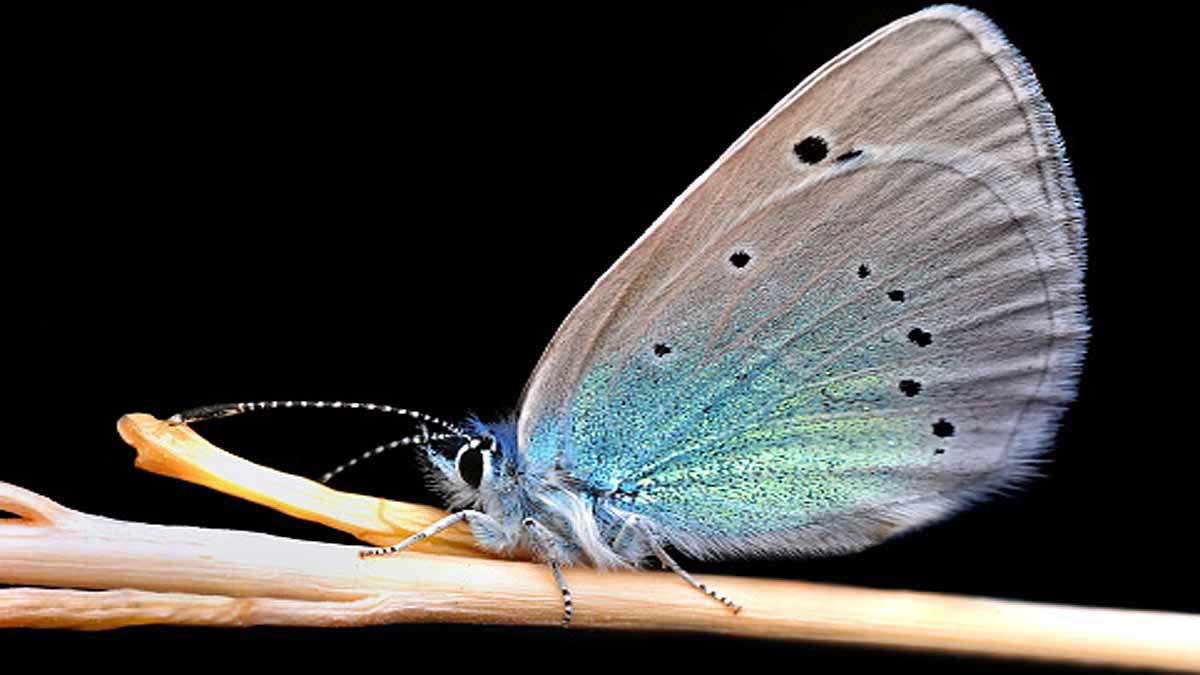 Xerces blue Extinct Human