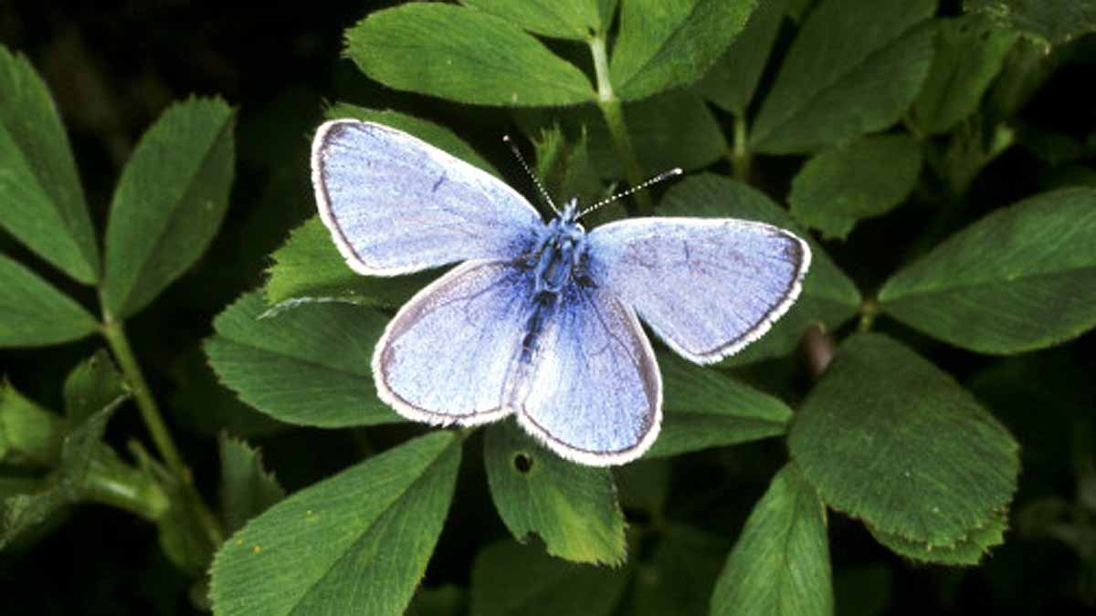 Xerces blue Extinct Human